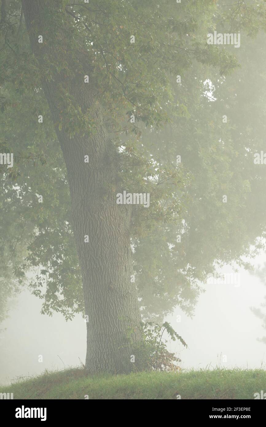 Eiche im schweren Nebel mit grünem Laub im Frühherbst. Calvados, Normandie. Stockfoto