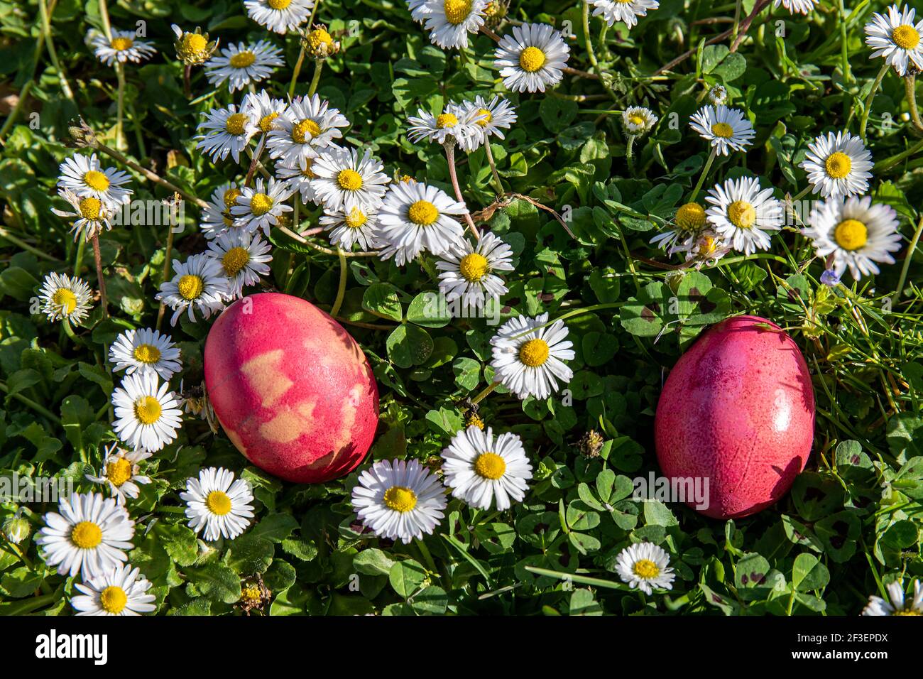 Gefärbte Eier zwischen Gänseblümchen im Garten. Lasst die Osterschatzjagd beginnen Stockfoto