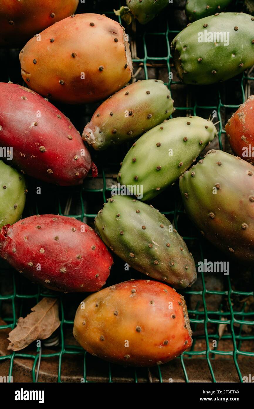 Geerntete stachelige Birnen, die bereit sind, sie auf dem lokalen Markt zu verkaufen. Kaktusfrucht Stockfoto