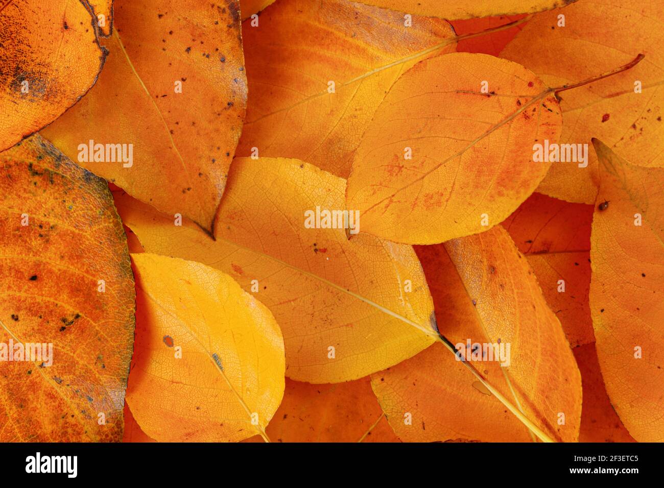 Leuchtend orange Herbstblätter, Nahaufnahme Detail von oben Stockfoto