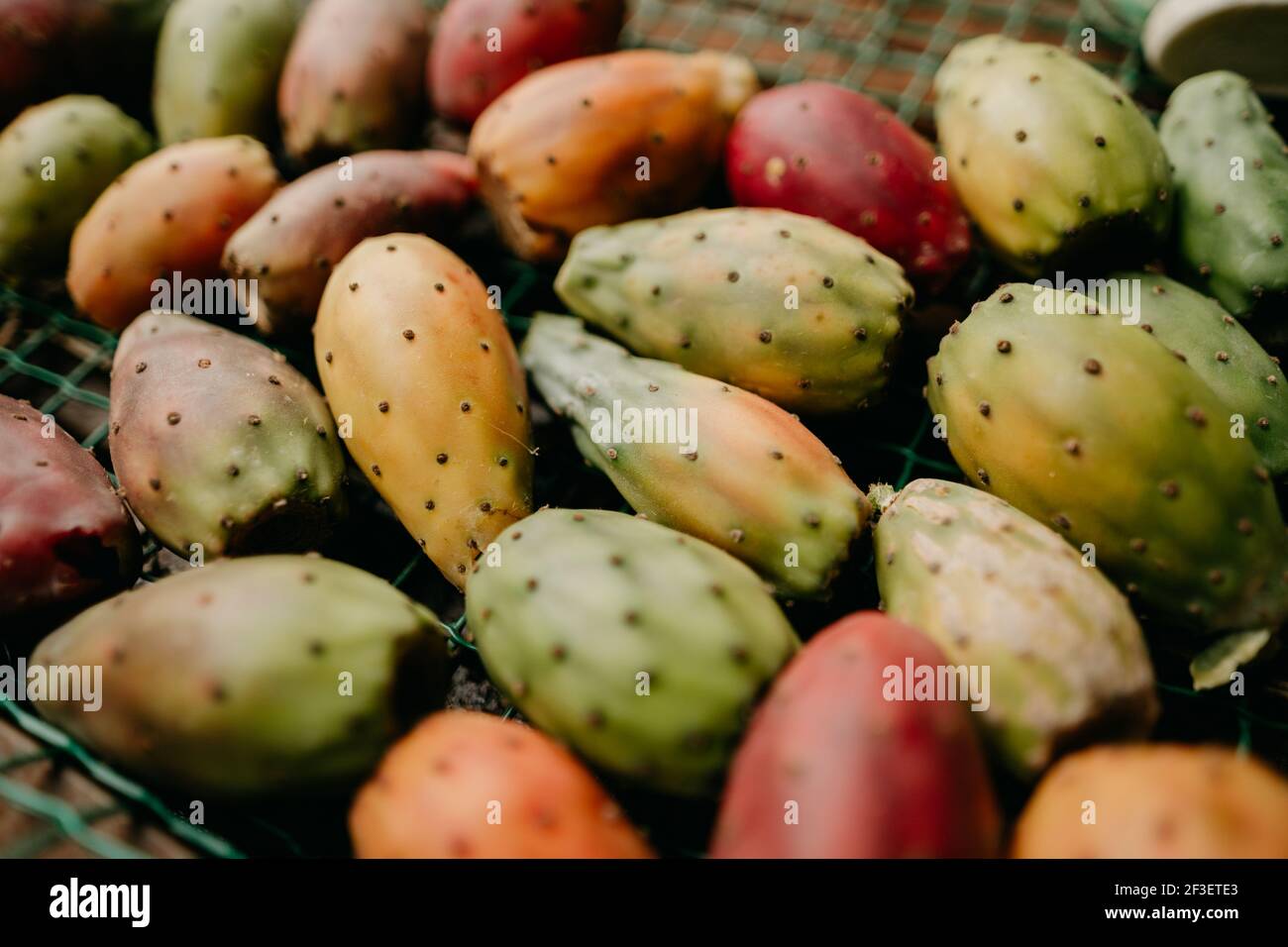 Geerntete stachelige Birnen, die bereit sind, sie auf dem lokalen Markt zu verkaufen. Kaktusfrucht Stockfoto