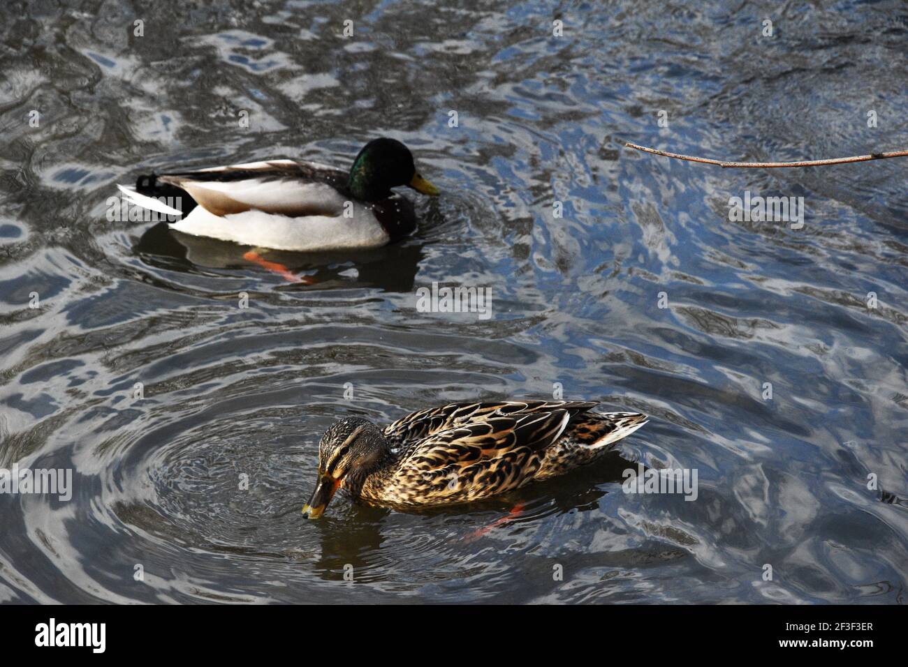 Mallard drake und sein Partner, auf dem Wasser, kräuselt von den Paddelfüßen. Stockfoto