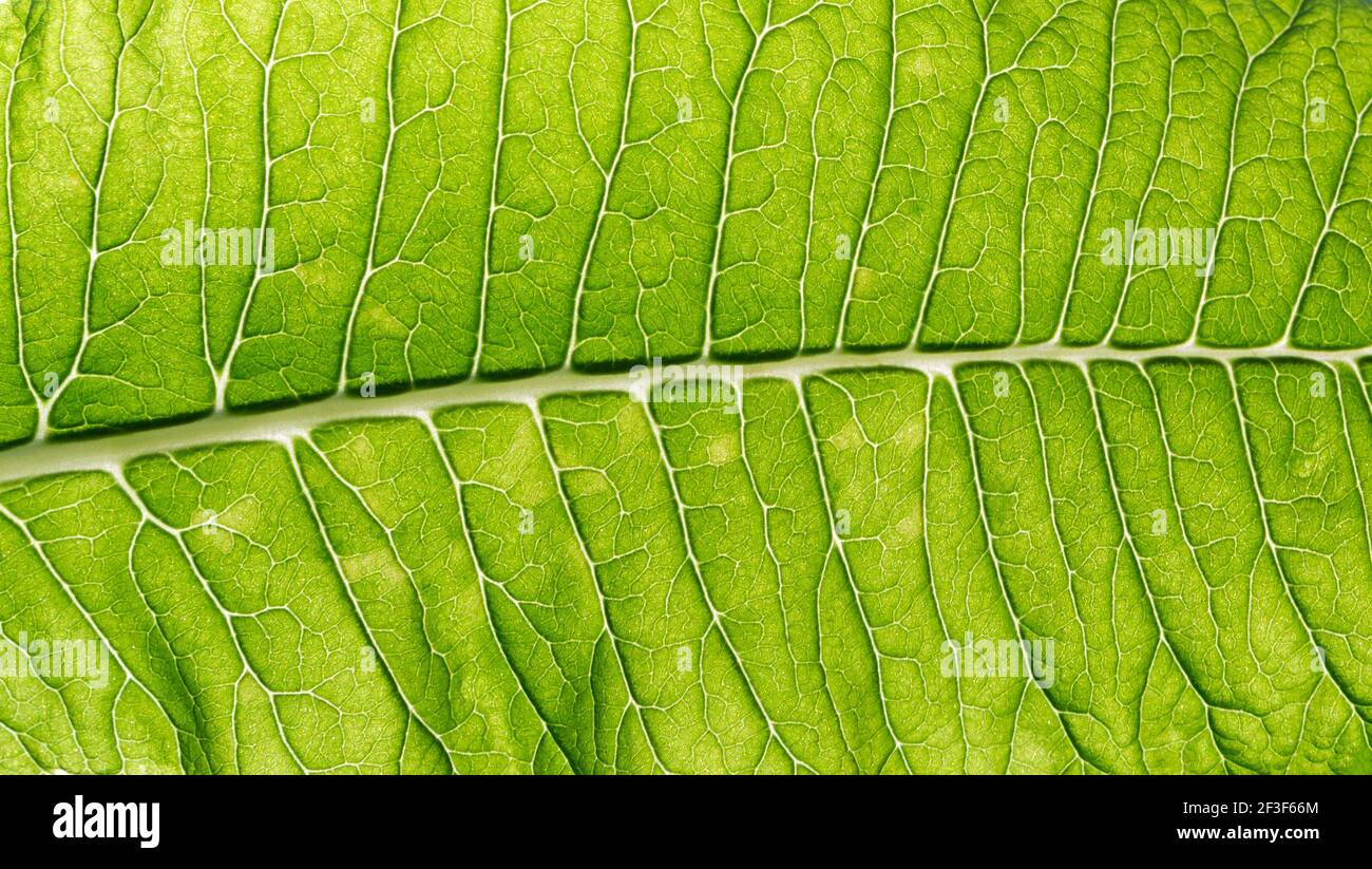 Grün Blatt Textur Hintergrund. Nahaufnahme des grünen Blatt Natur Hintergrund. Stockfoto