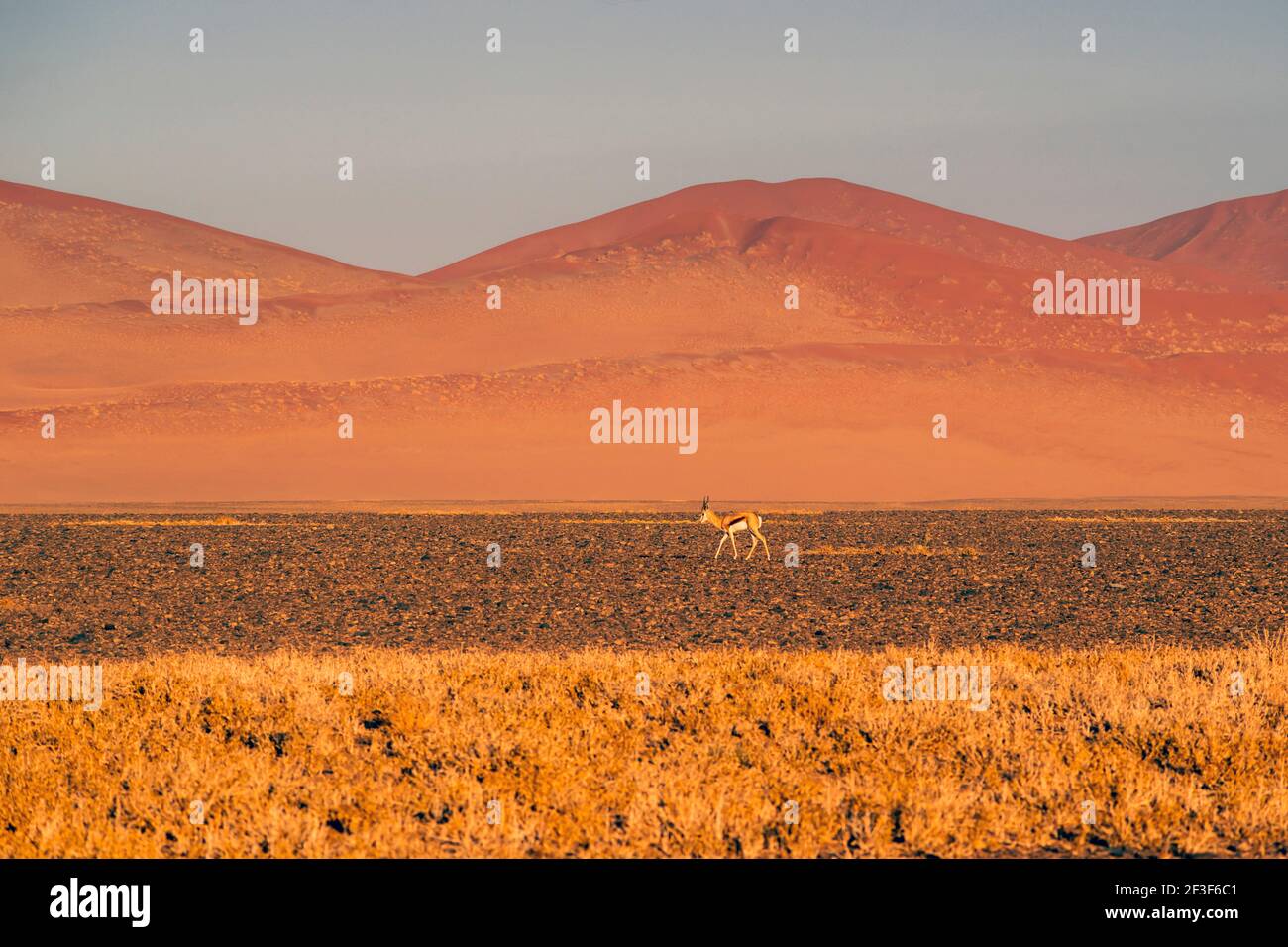 Morgenlandschaft mit Springbock oder Thomson Gazelle in der Wüste Namibia Stockfoto