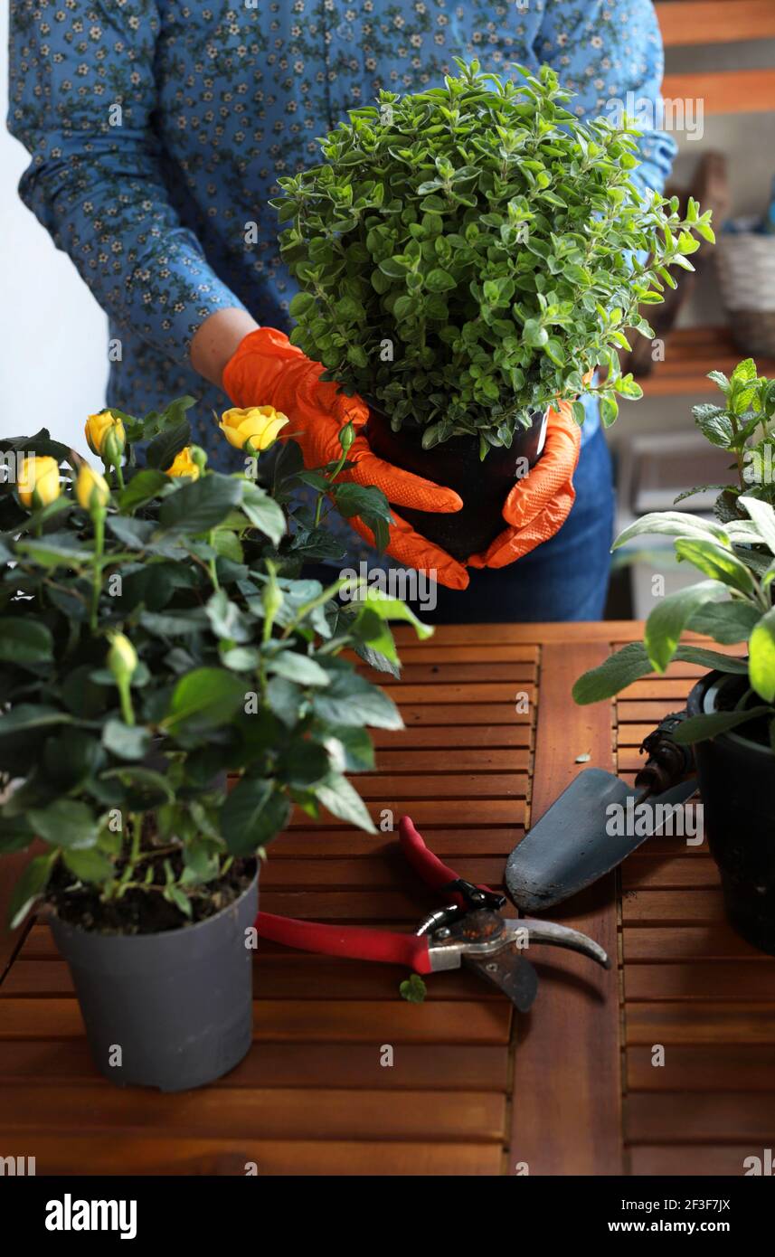 Frau im Garten auf dem Balkon, Pflanzen aromatische Kräuter und Blumen. Gartenarbeit für zu Hause. Blumenpflege. Stockfoto