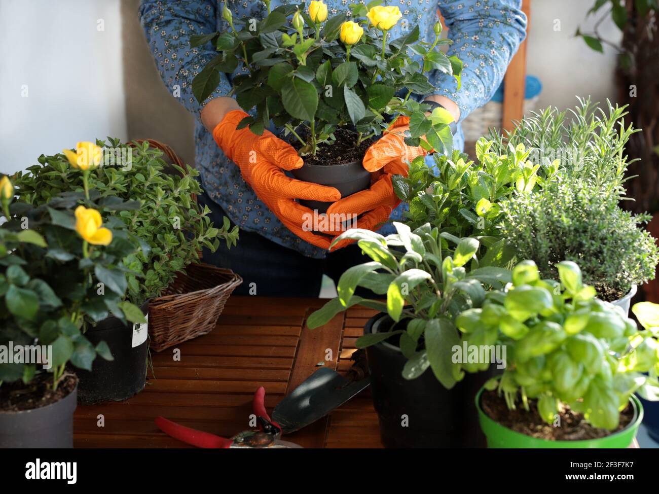Frau im Garten auf dem Balkon, Pflanzen aromatische Kräuter und Blumen. Gartenarbeit für zu Hause. Blumenpflege. Stockfoto