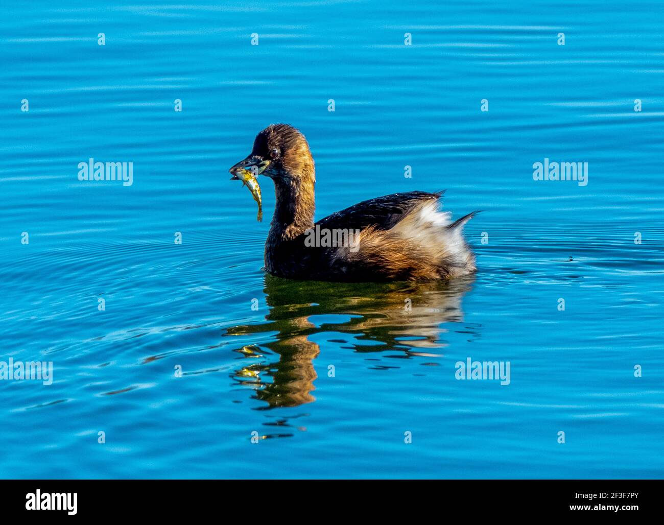 Zwergtaucher (Tachybaptus ruficollis) mit einem Fisch, West Lothian, Schottland, Großbritannien Stockfoto