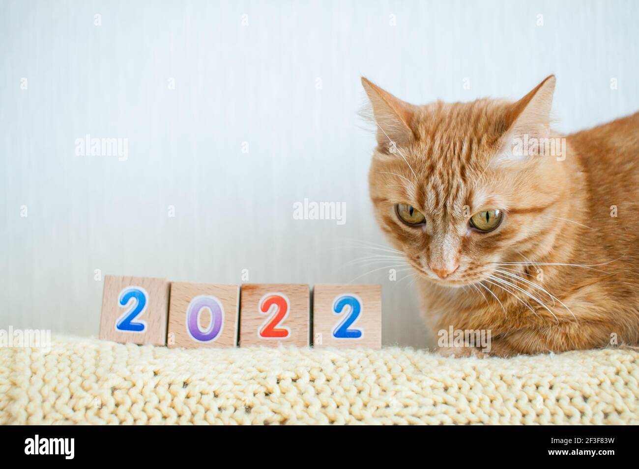 Lustige Fett Ingwer Katze Studien Würfel mit Zahlen 2022. Neues Jahr 2022 Stockfoto
