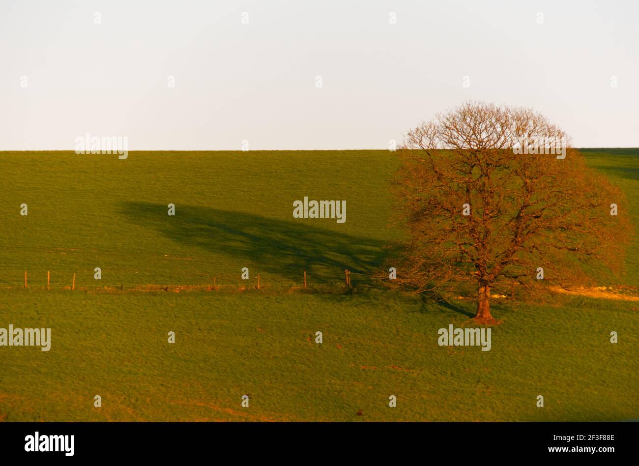 Baum glüht in der späten Nachmittagssonne mit langem Schatten Stockfoto