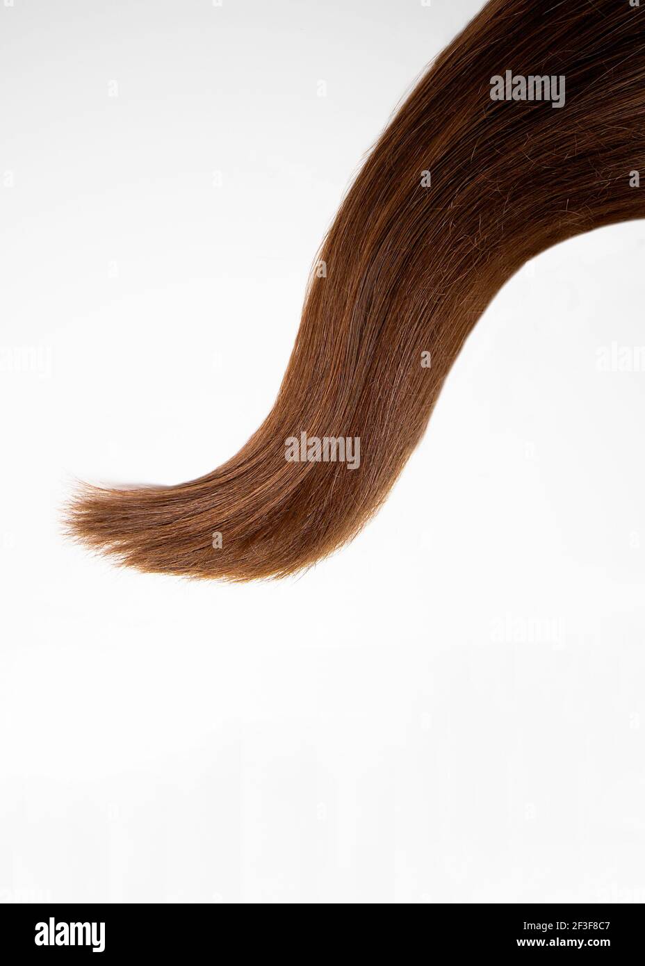 Ein Schloss aus langen, dicken Haaren. Ein Strang aus natürlichen weiblichen Haaren auf weißem Hintergrund. Haarpflege. Stockfoto