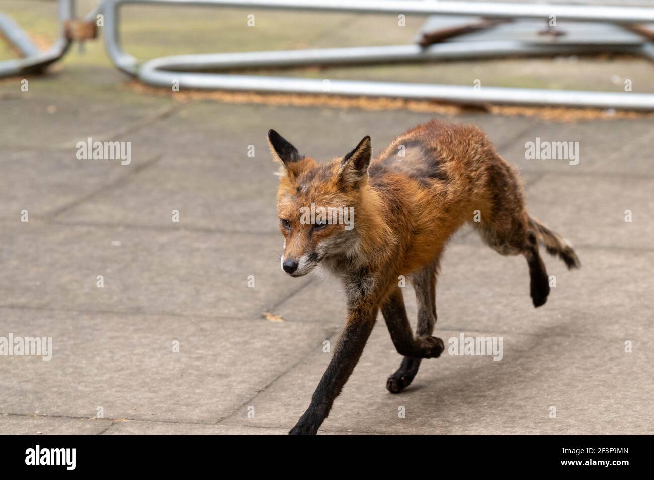 London, Großbritannien. März 2021, 16th. A Fox (Vulpes vulpes) in the press Pen in Downing Street, London Kredit: Ian Davidson/Alamy Live News Stockfoto