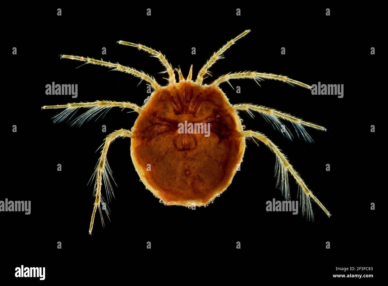 Diplodontus despiciens, Wassermilbe, ventrale Ansicht Stockfoto
