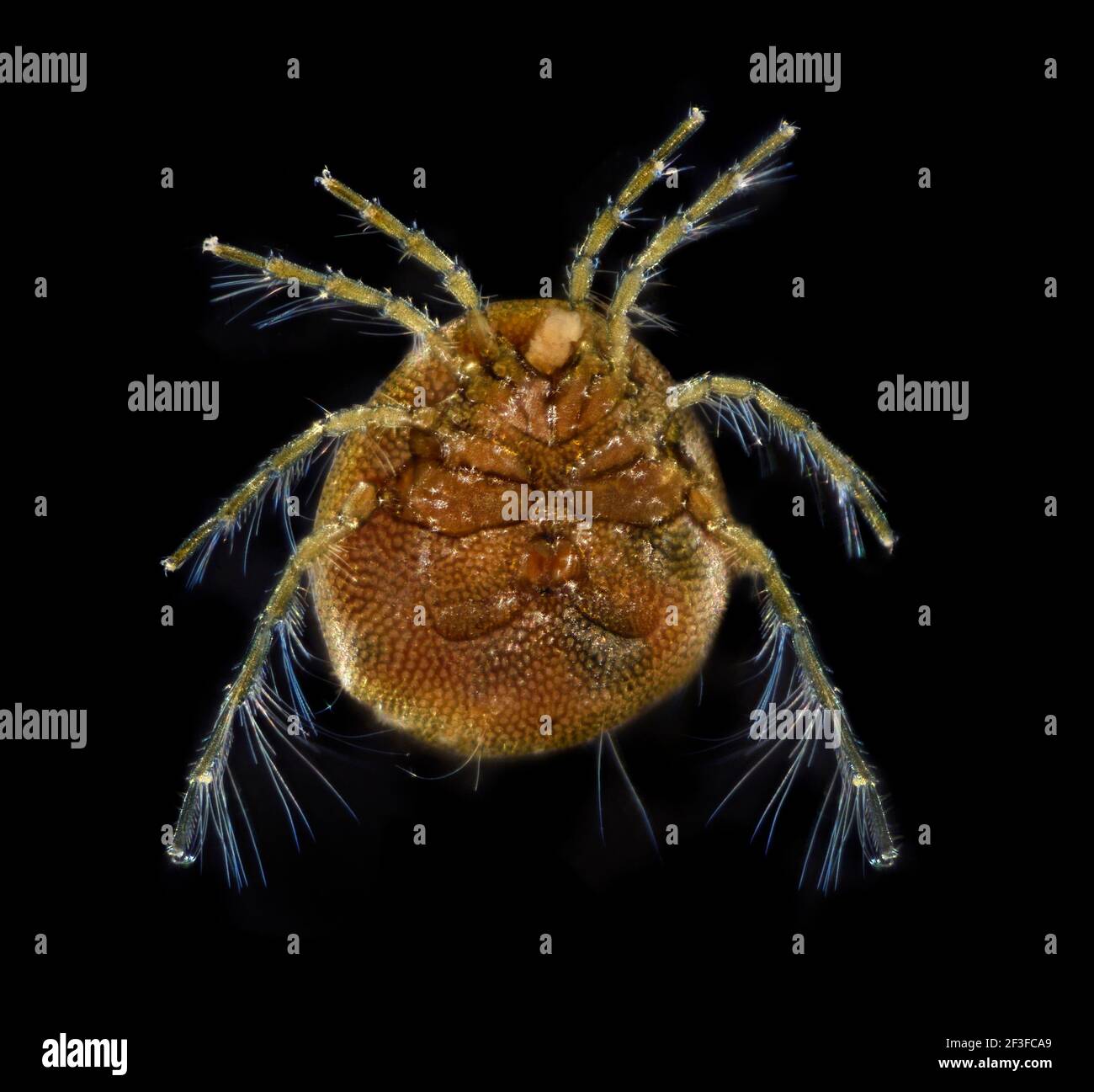 Wassermilbe, Hydracarina arrhehurus, ventrale Ansicht Stockfoto