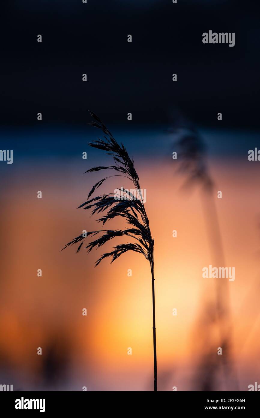 Schilf im Sonnenaufgang Stockfoto