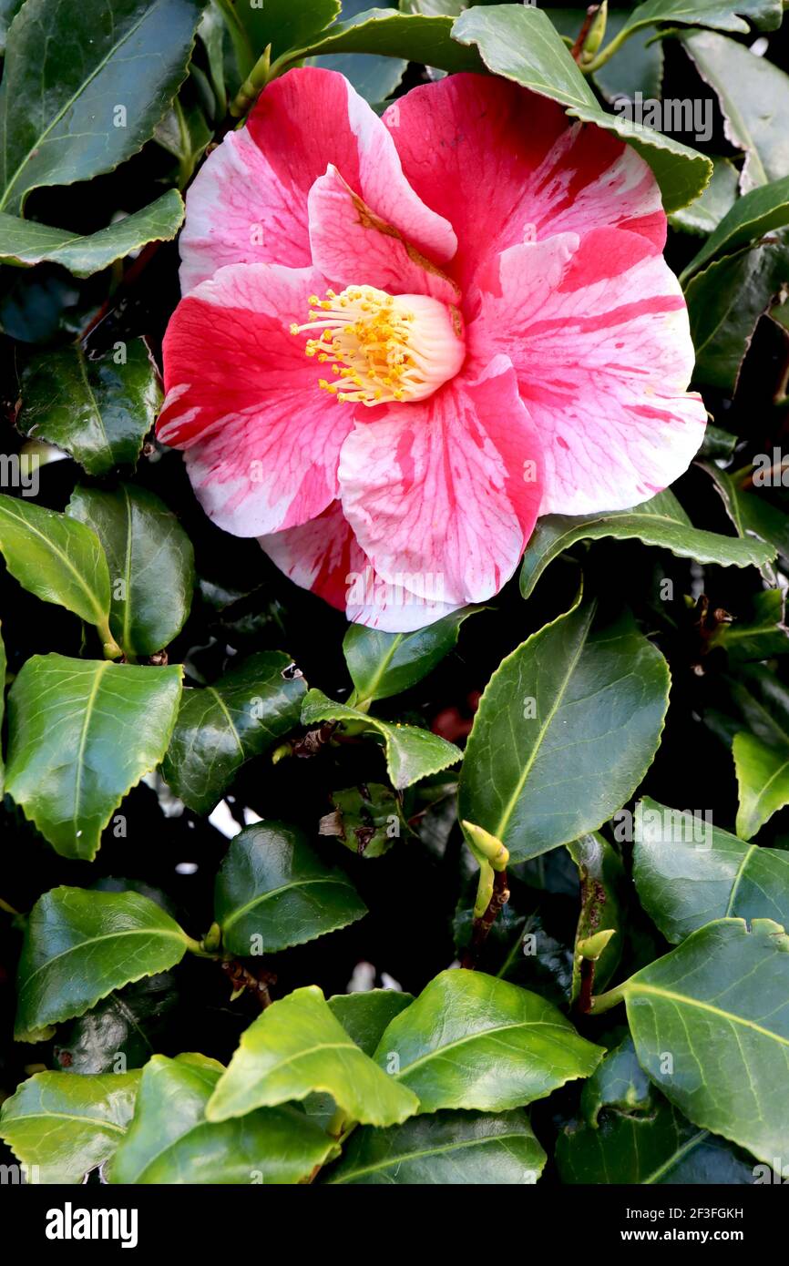 Camellia japonica ‘Tricolor Superba’ Camellia Tricolor Superba – rosa Blüten mit roten Flecken und weißen Streifen, März, England, Großbritannien Stockfoto