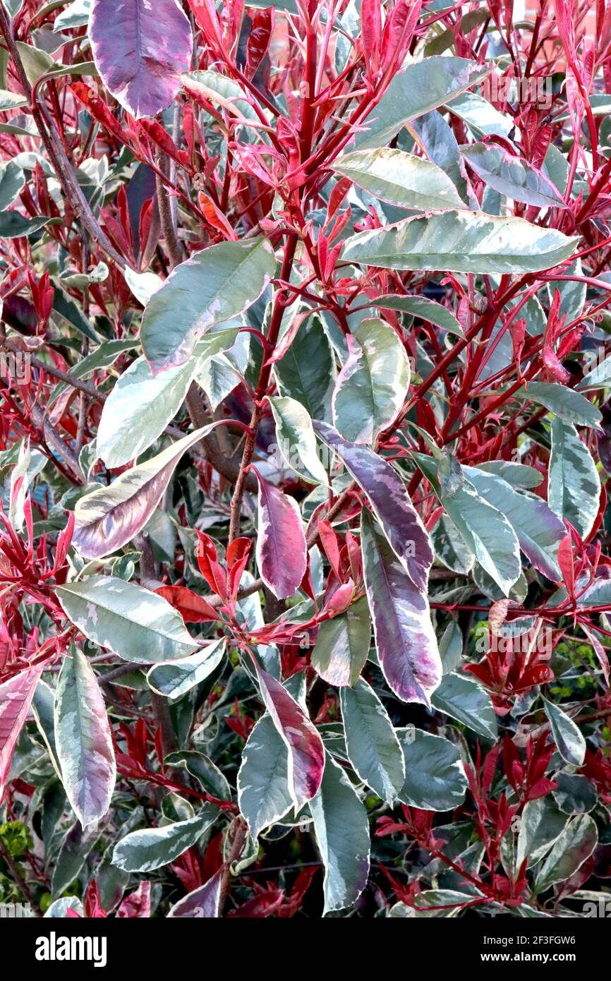 Photinia cassini ‘Pink Marble’ Bunte Photinia – dunkelgrüne, olivgrüne, cremefarbene, rosa und rote Blätter, März, England, Großbritannien Stockfoto