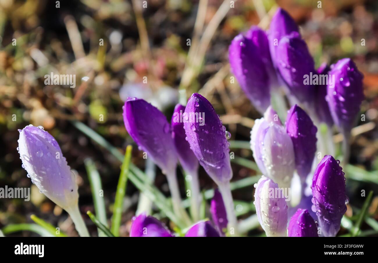 Eine selektive Fokusaufnahme von violetten Krokusblüten mit Regentropfen Stockfoto