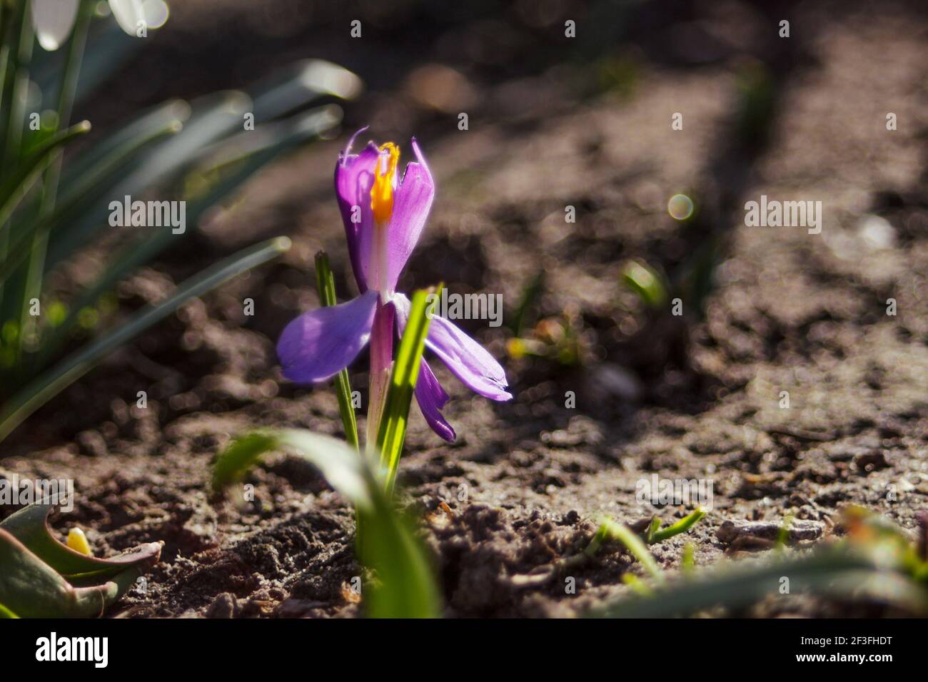 Bei sonnigem Wetter wächst im Garten eine Safranblume. Selektiver Fokus und Schärfe. Stockfoto