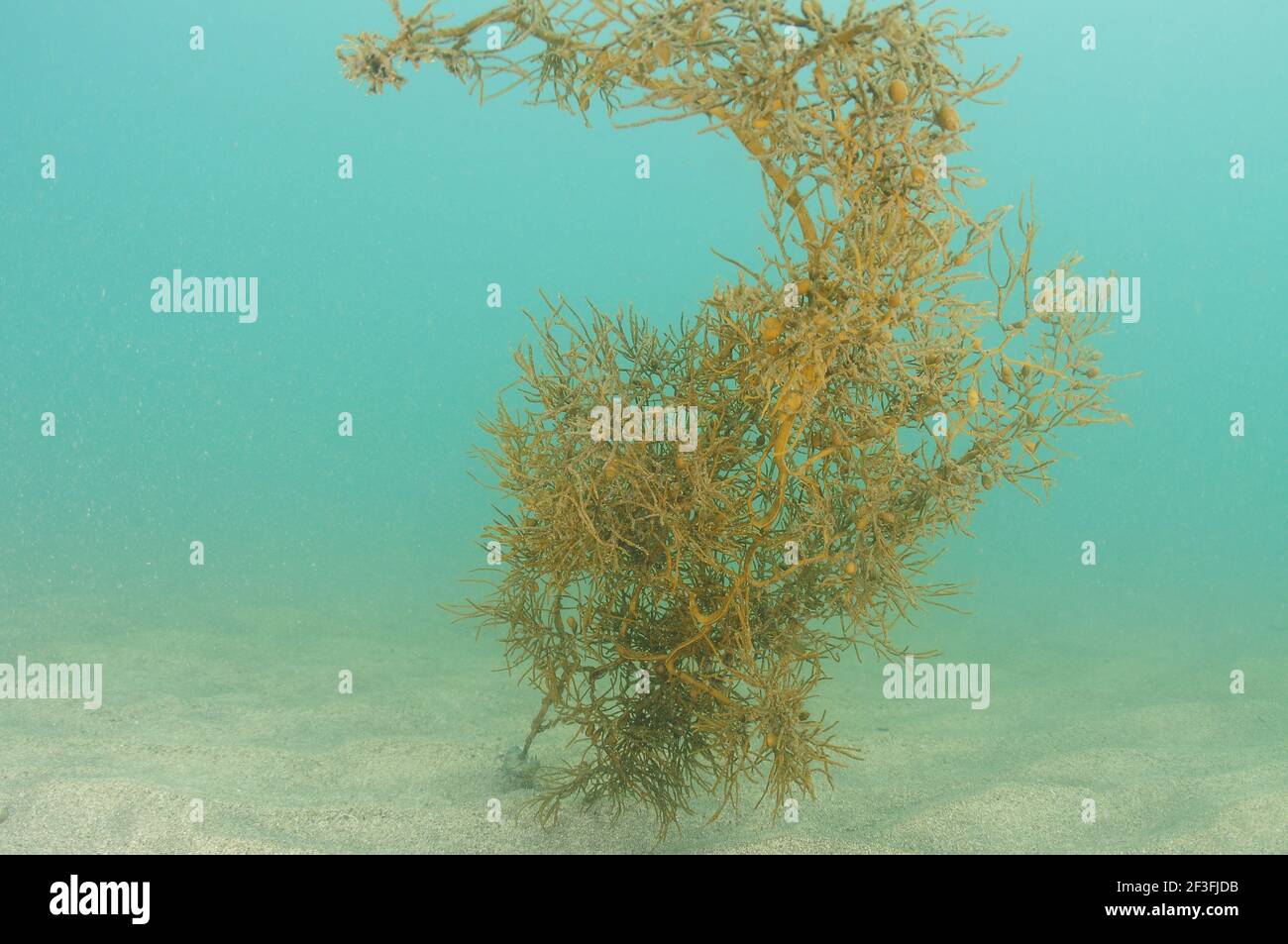 Einsame Cystophora-Algen, die durch Strömung entlang flachem Sandboden geschleppt werden. Stockfoto