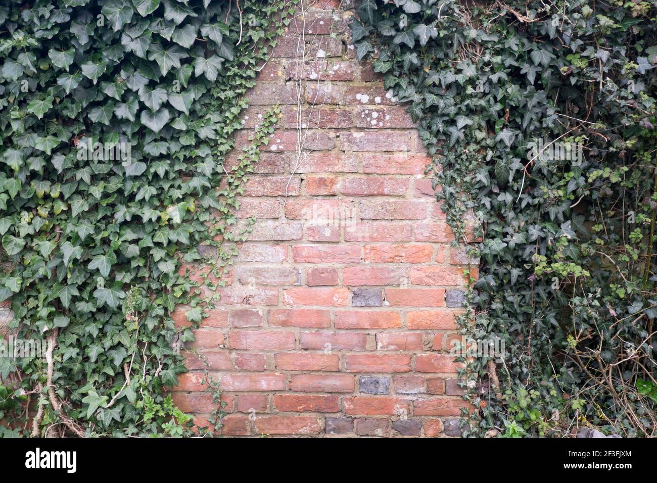 Ivy wächst auf einer alten Ziegelwand mit Kopierraum - Querformat/horizontale Ausrichtung Stockfoto