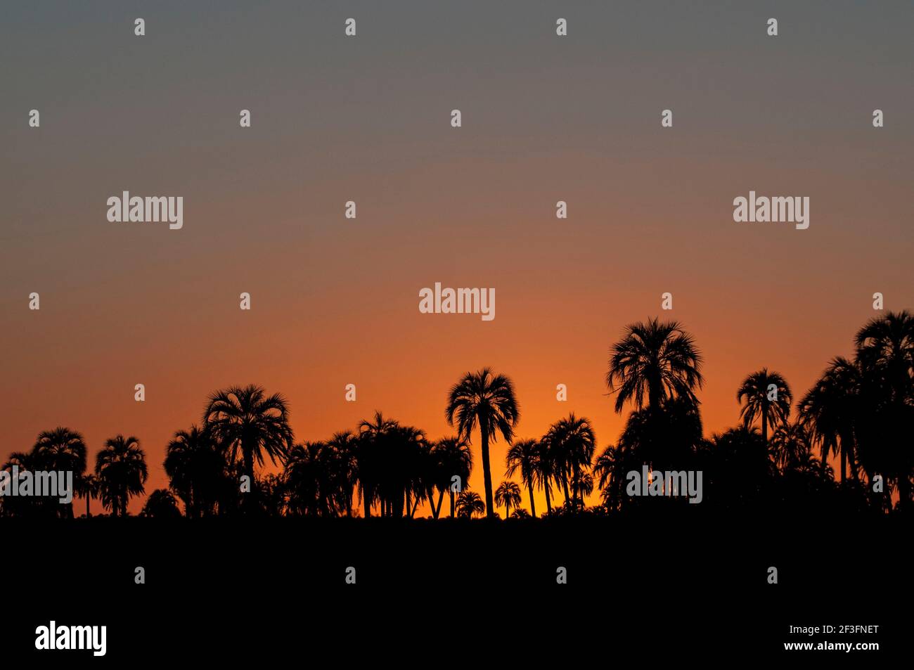 El Palmar Nationalpark bei Sonnenuntergang, Entre Ríos, Argentinien Stockfoto