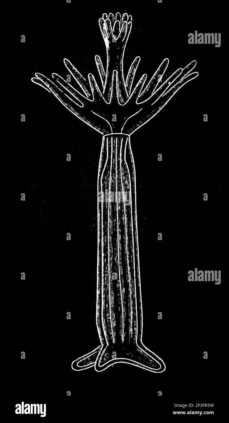 Medusa tubularia indivisa. Stockfoto