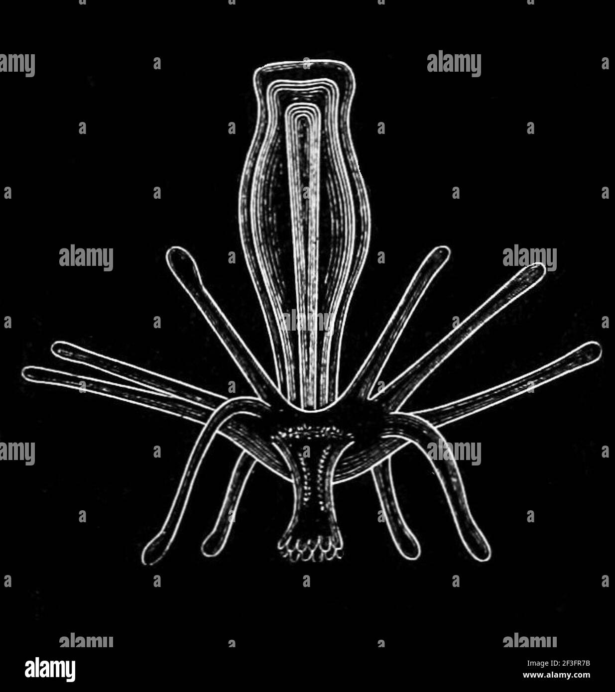 Umherziehende medusa von tubularia indivisa. Stockfoto