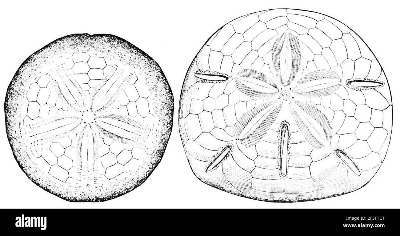 Kuchen und Schlüsselloch-Urchin. Stockfoto