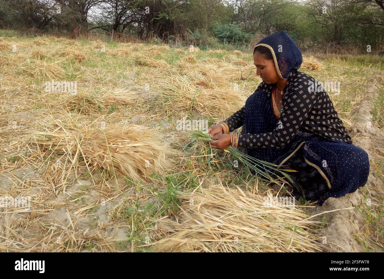 Beawar, Indien. März 2021, 16th. Rajasthani Frau Bauern arbeiten in einem Gerstenfeld am Stadtrand von Beawar. Rajasthan ist der Hauptproduzent Staat der Gerstenernte in Indien. (Foto von Sumit Saraswat/Pacific Press) Quelle: Pacific Press Media Production Corp./Alamy Live News Stockfoto