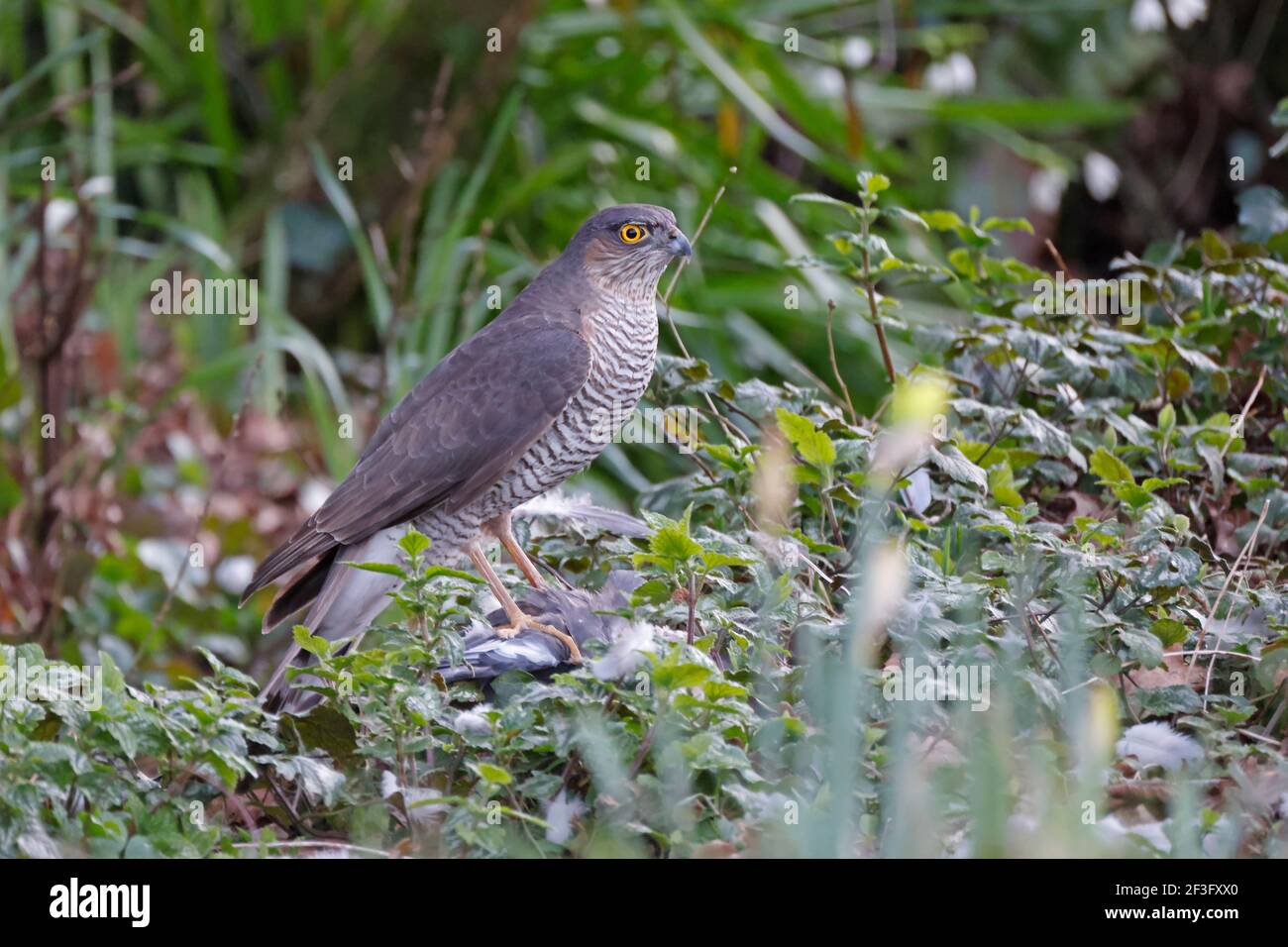Weibchen Sparrowhawk auf einer Waldtaube im Garten ein The Forest of Dean UK Stockfoto
