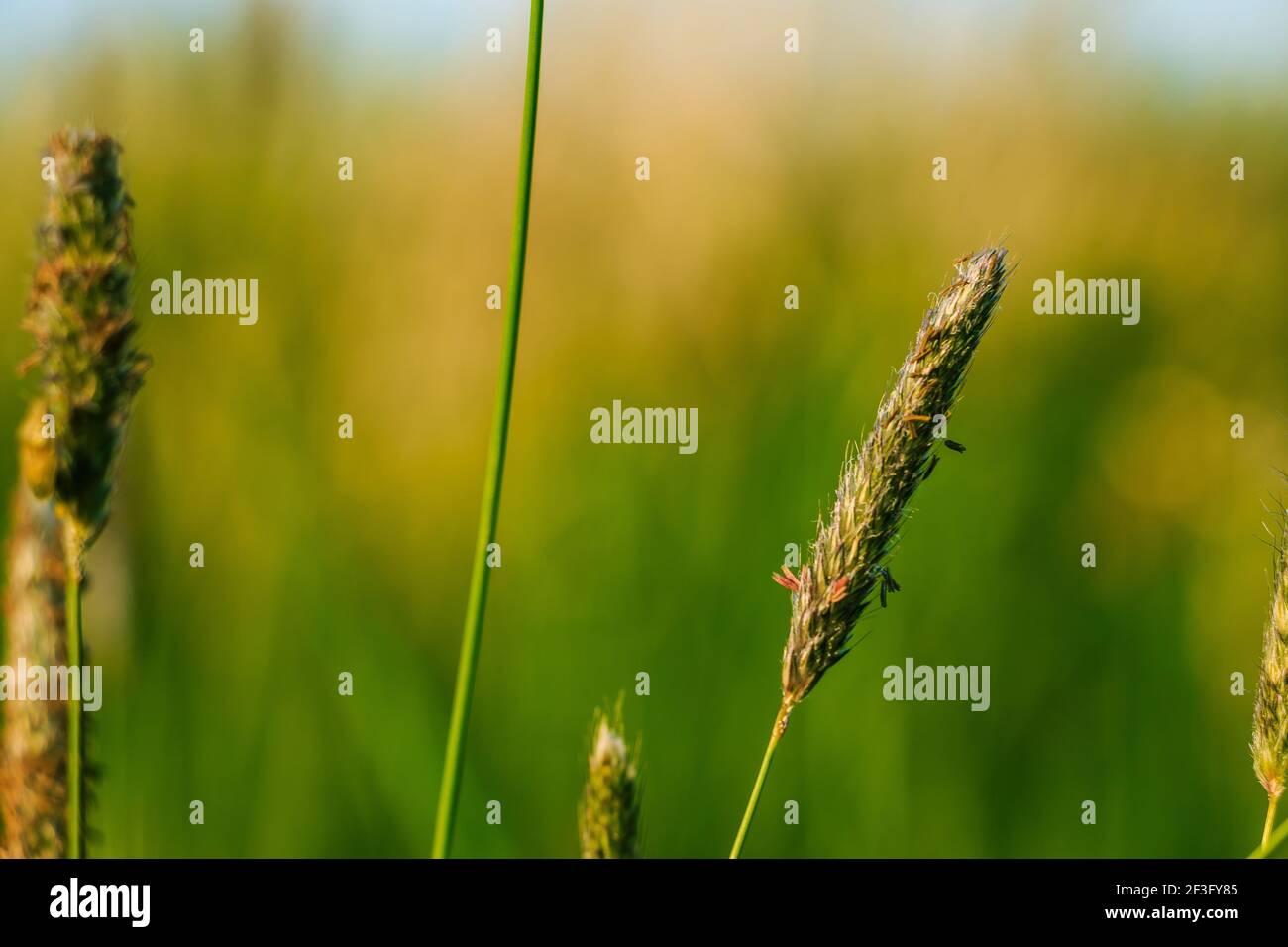Wiesenfuchsschwanz gras -Fotos und -Bildmaterial in hoher Auflsung  Alamy