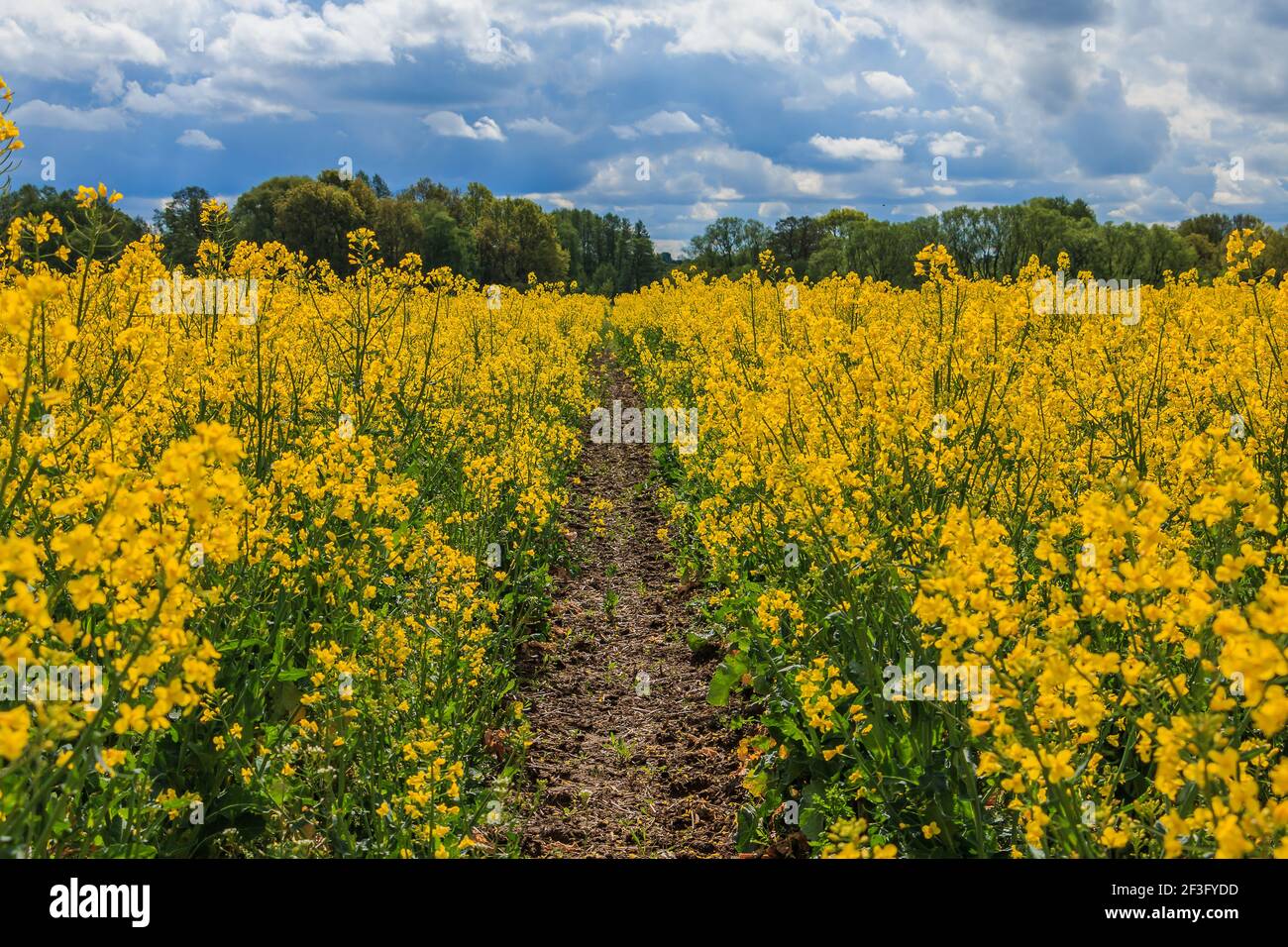 Ein Feld mit blühenden Rapspflanzen. Gelbe Blüten der Nutzpflanze mit grünen Stielen und Blättern. Pfad in der Mitte des Feldes. Wolken o Stockfoto