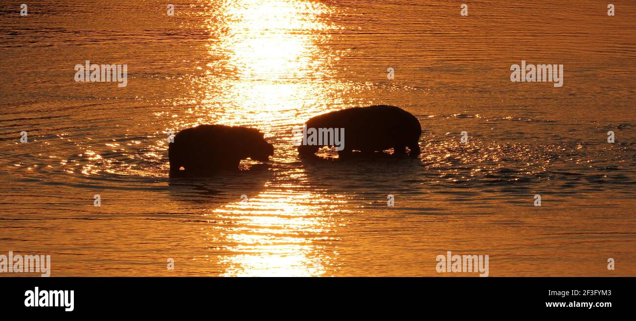 Liebesgeschichte: Zwei Hippos treffen sich am Zambesi River bei Sonnenuntergang Stockfoto