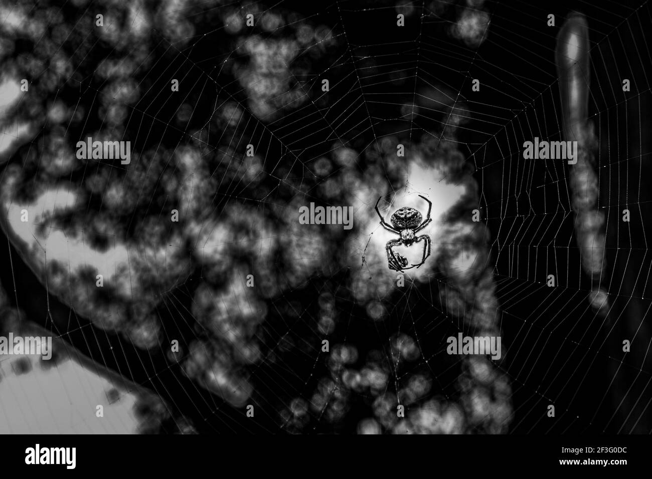 Goldene Kugel-Webspinne in der Mitte des Netzes in schwarz Und weiß mit Kopierbereich Stockfoto