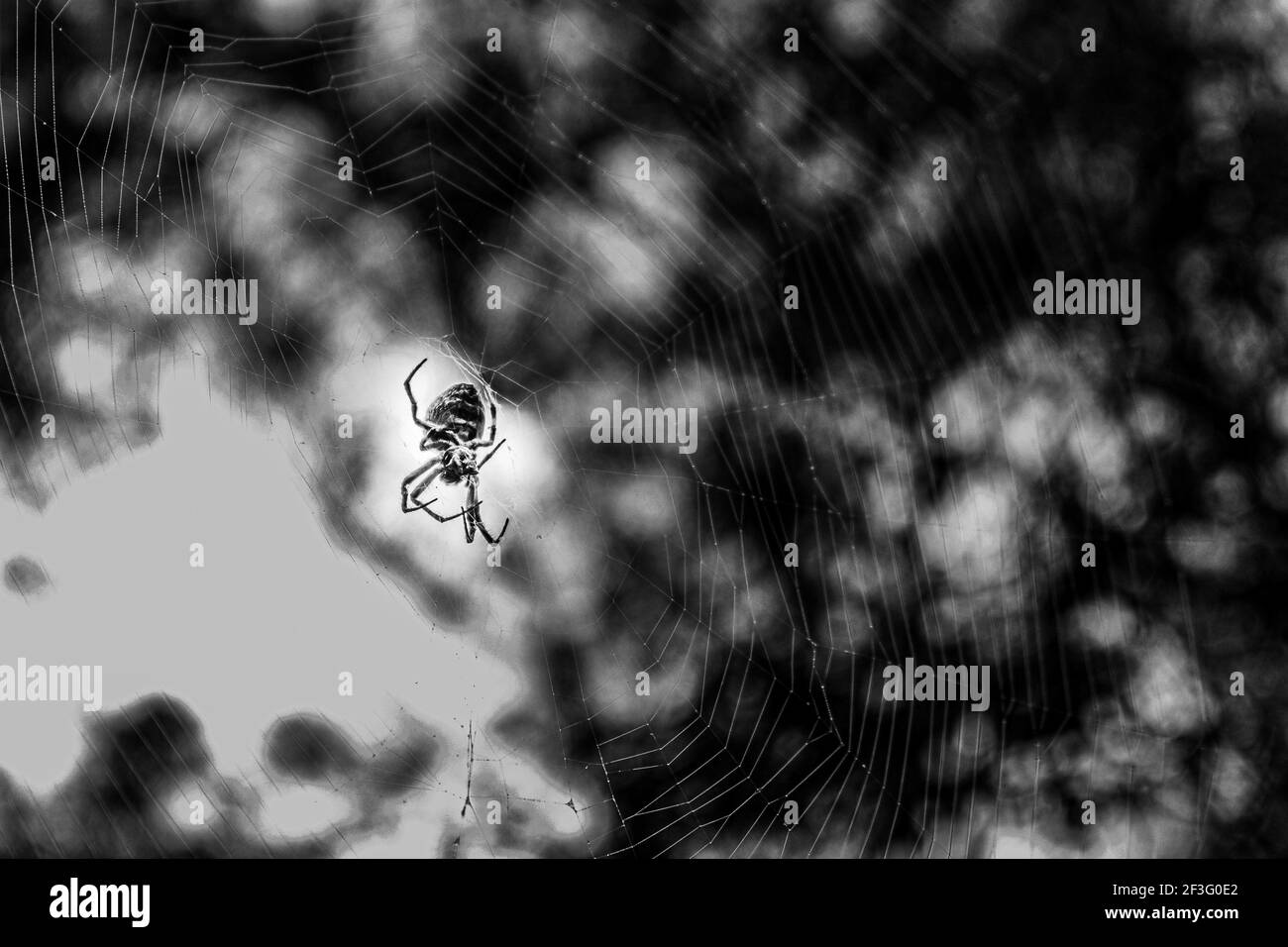 Riesige Spinne in der Mitte ihres Netzes mit Kopie Raum in schwarz und weiß Stockfoto