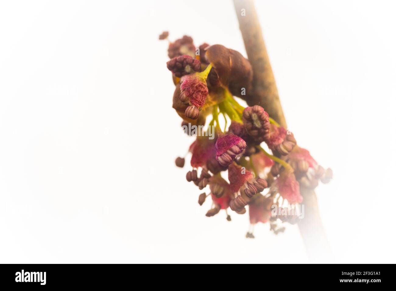 Eine weibliche Blume auf einer seltenen amerikanischen Ulme, die absichtlich mit einer weißen Vignette überbelichtet ist. Der Hintergrund ist fast weiß und die Blumen sind rechts. Stockfoto