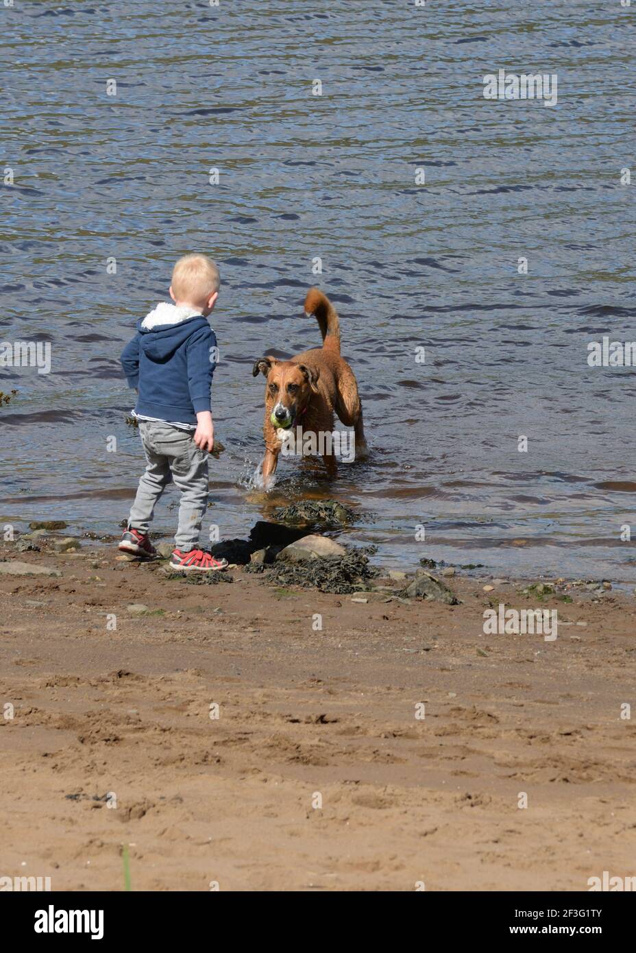 Ein kleiner Junge, der mit einem Hund spielt, der im und aus dem Wasser in Erskine, Schottland, Großbritannien läuft Stockfoto