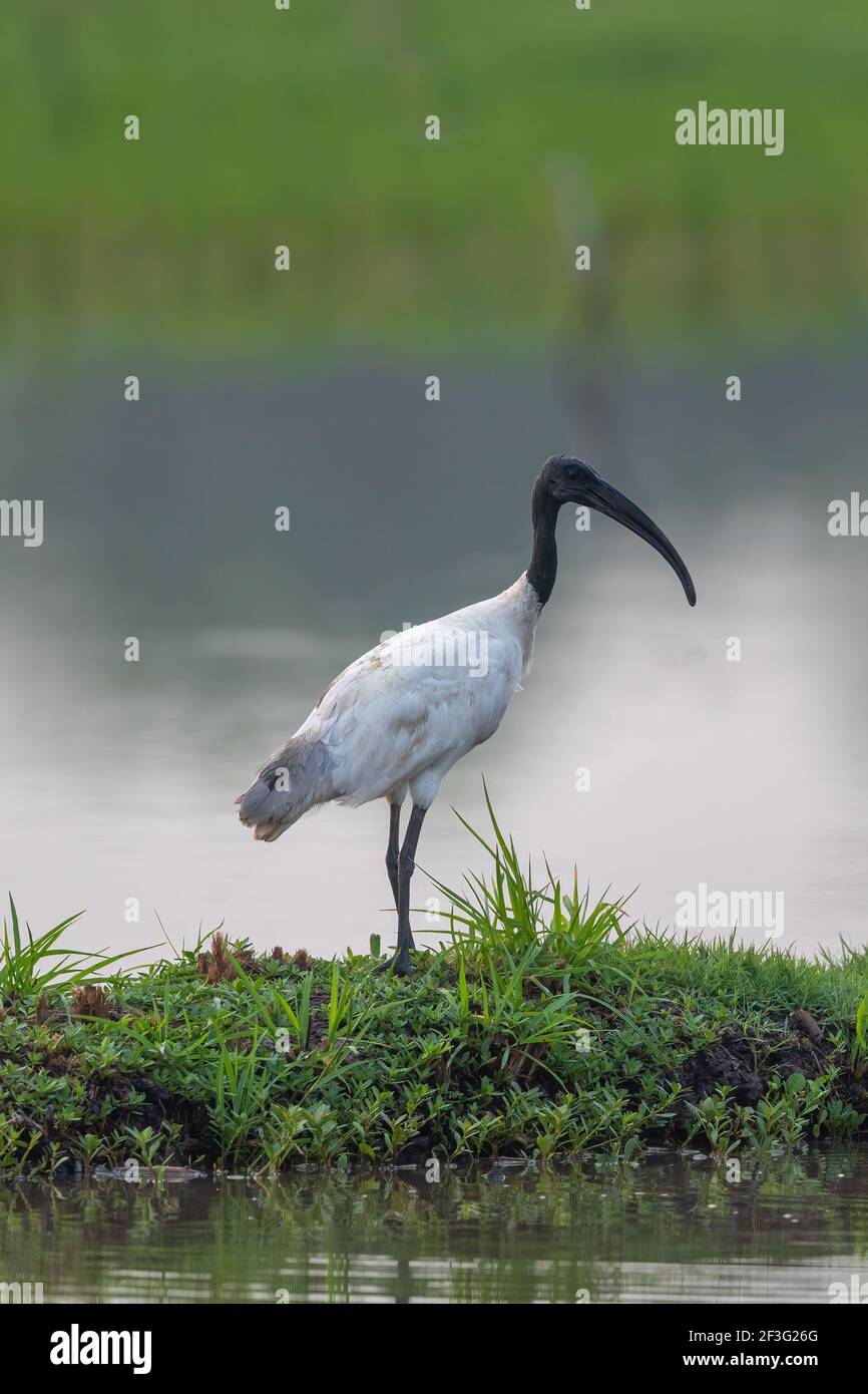 Der Schwarzkopf-Ibis (Threskiornis melanocephalus), auch bekannt als der orientalische weiße Ibis, indische weiße Ibis und Schwarzhalsibis. Stockfoto