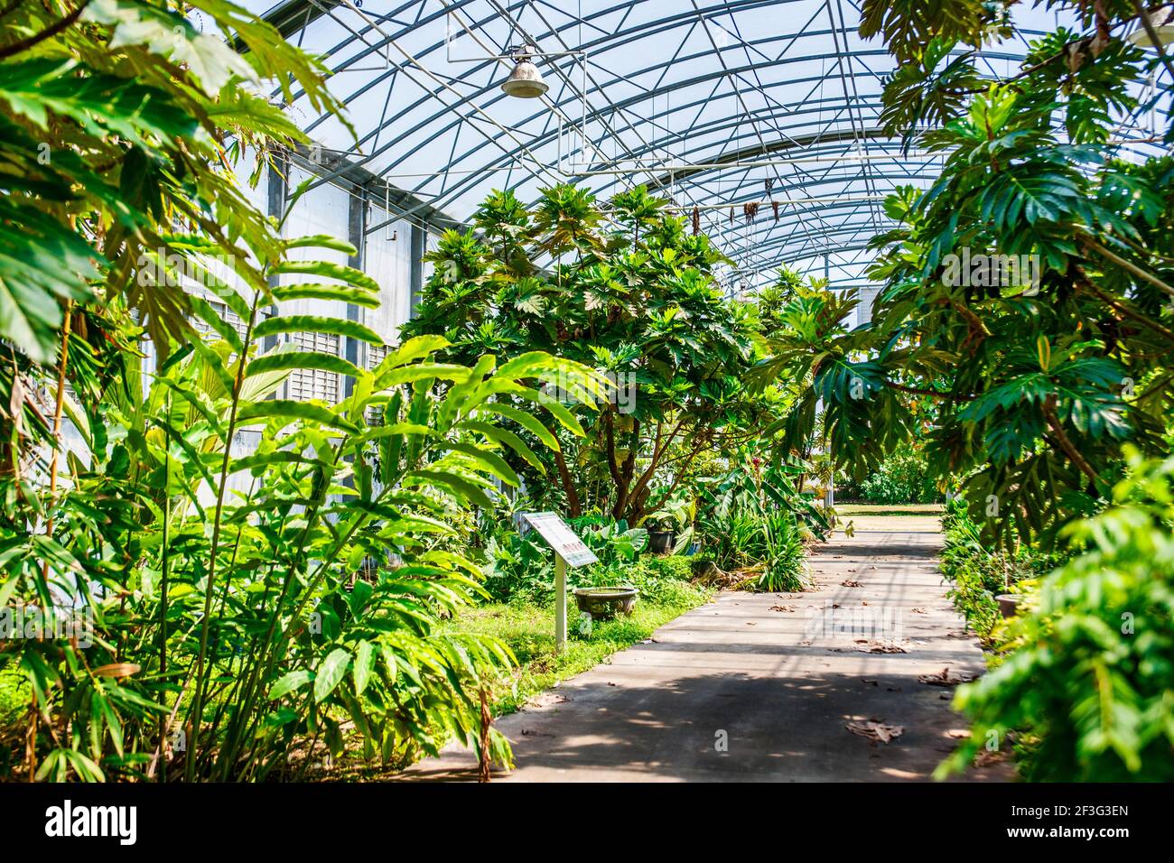 Im asiatischen Gewächshaus im Miami-Dade County Redland Fruit and Spice Park in Florida. Stockfoto