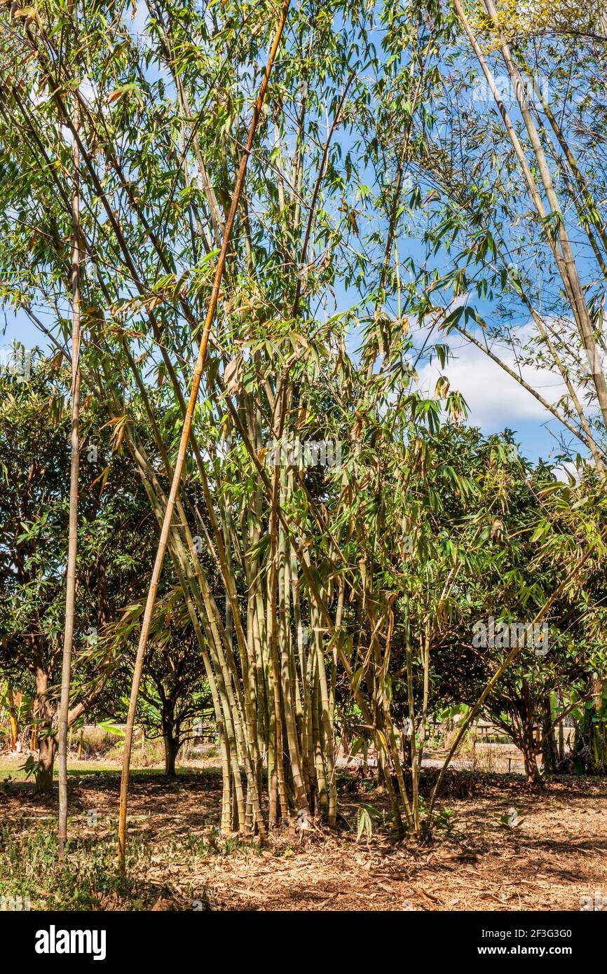 friesland bambus Bambus 'Aureosulcata Spectabilis' - Phyllostachys aureosulcata spectabilis main image 1