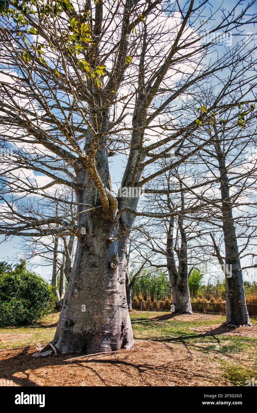 Ein afrikanischer Baobab-Baum, der im Miami-Dade County Redland Fruit and Spice Park in Florida wächst. Stockfoto