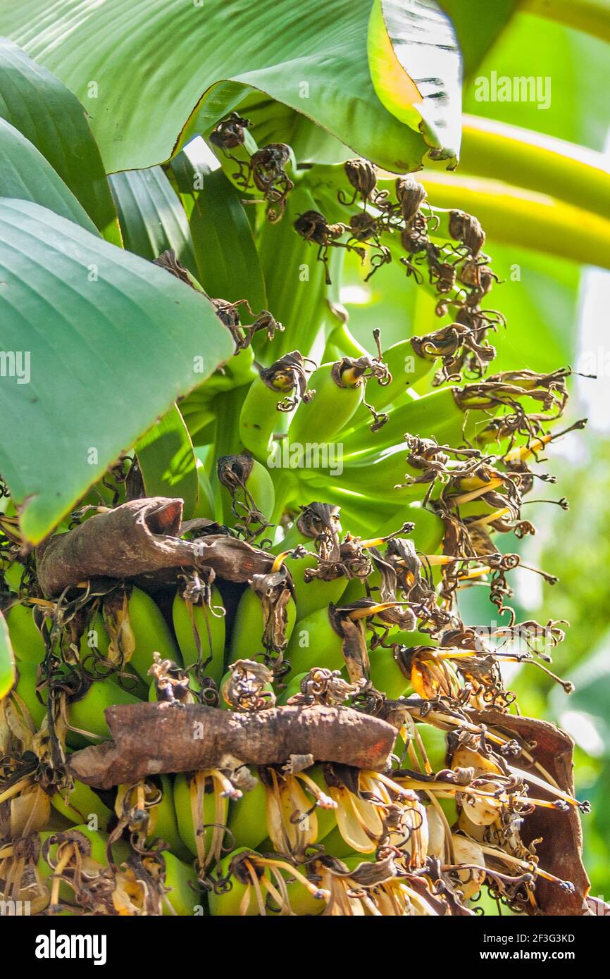 Junge Bananen wachsen im Miami-Dade County Redland Fruit and Spice Park in Florida. Stockfoto