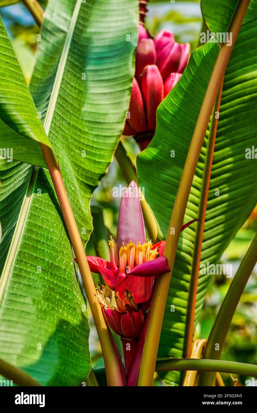 Rote Bananen und Blütenblüten wachsen im Miami-Dade County Redland Fruit and Spice Park in Florida. Stockfoto