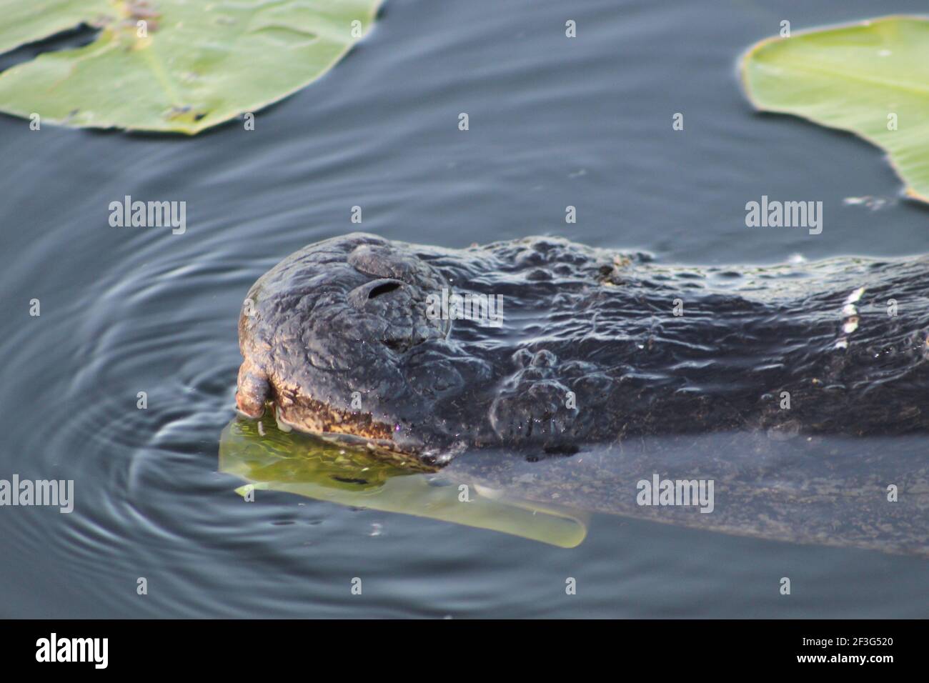 Alligatorschnauze im Everglades National Park im Wasser untergetaucht. Stockfoto