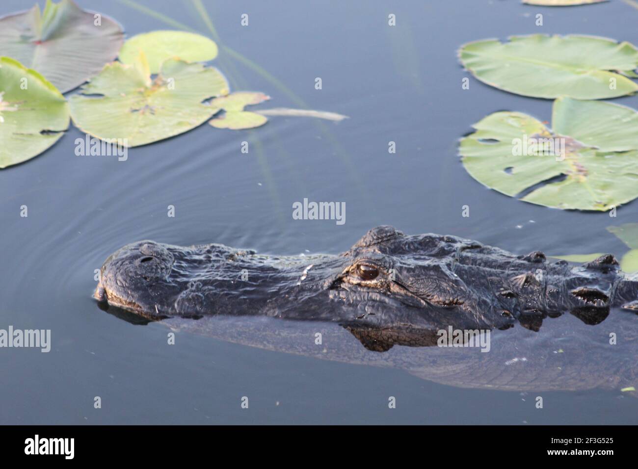 Alligatorschnauze im Everglades National Park im Wasser untergetaucht. Stockfoto