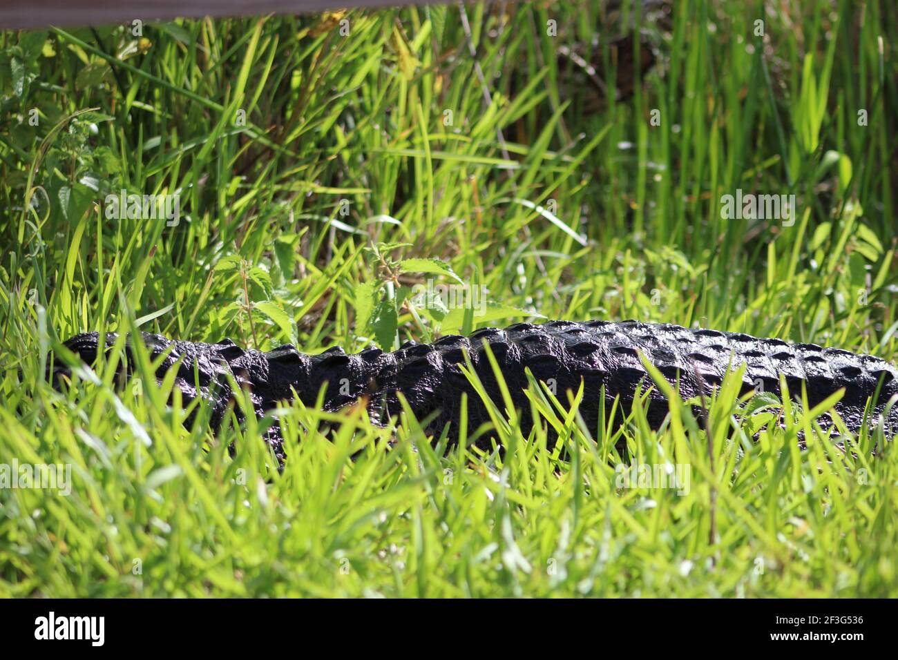 Alligator versteckt sich im Gras. Stockfoto