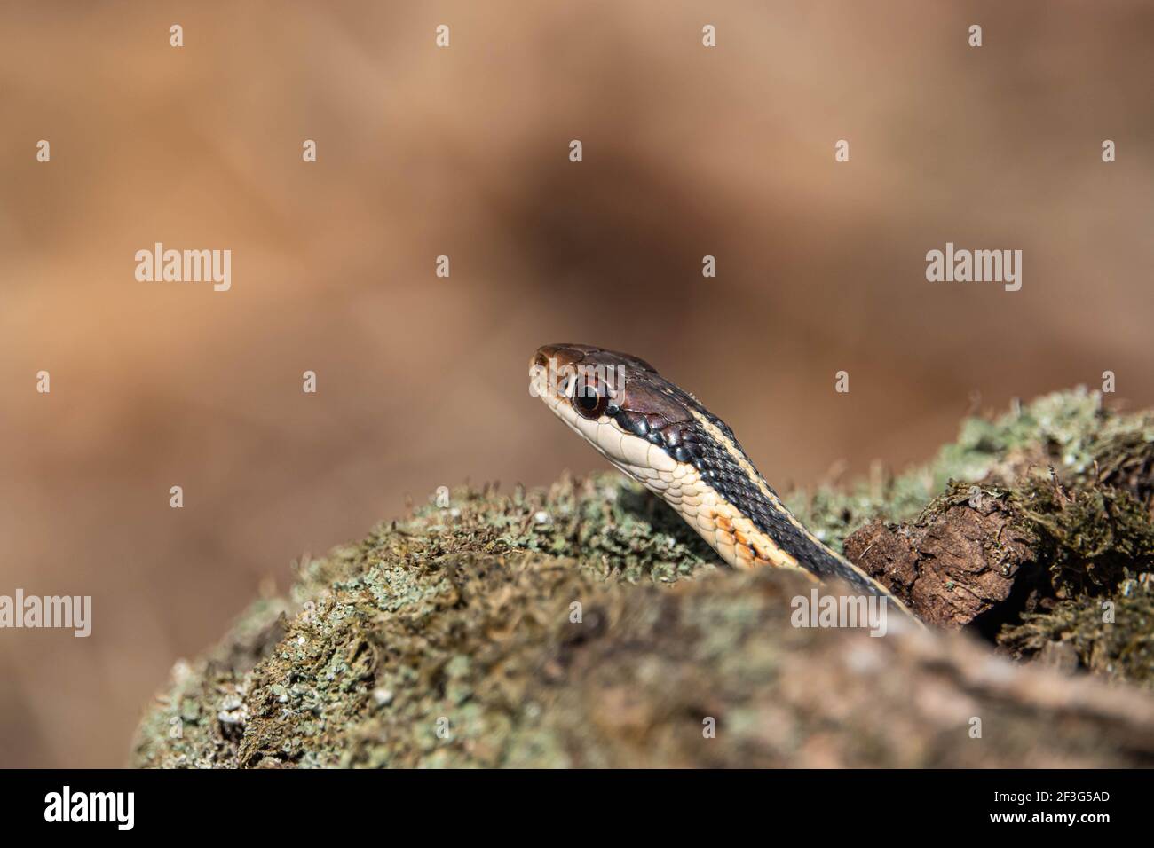 Östliche Bandschlange im Winter Stockfoto
