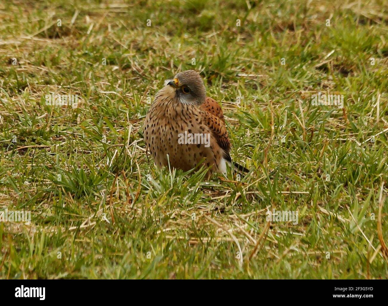 Berlin, Deutschland. März 2021, 16th. Steglitz-Zehlendorf: Männlicher Turmfalke in Dahlem. (Foto: Simone Kuhlmey/Pacific Press) Quelle: Pacific Press Media Production Corp./Alamy Live News Stockfoto