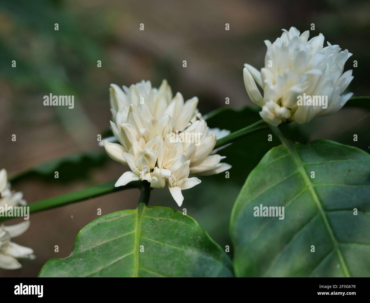 Robusta Kaffeeblüte auf Baumpflanze mit grünem Blatt mit schwarzer Farbe im Hintergrund. Blütenblätter und weiße Staubgefäße von blühenden Blumen Stockfoto