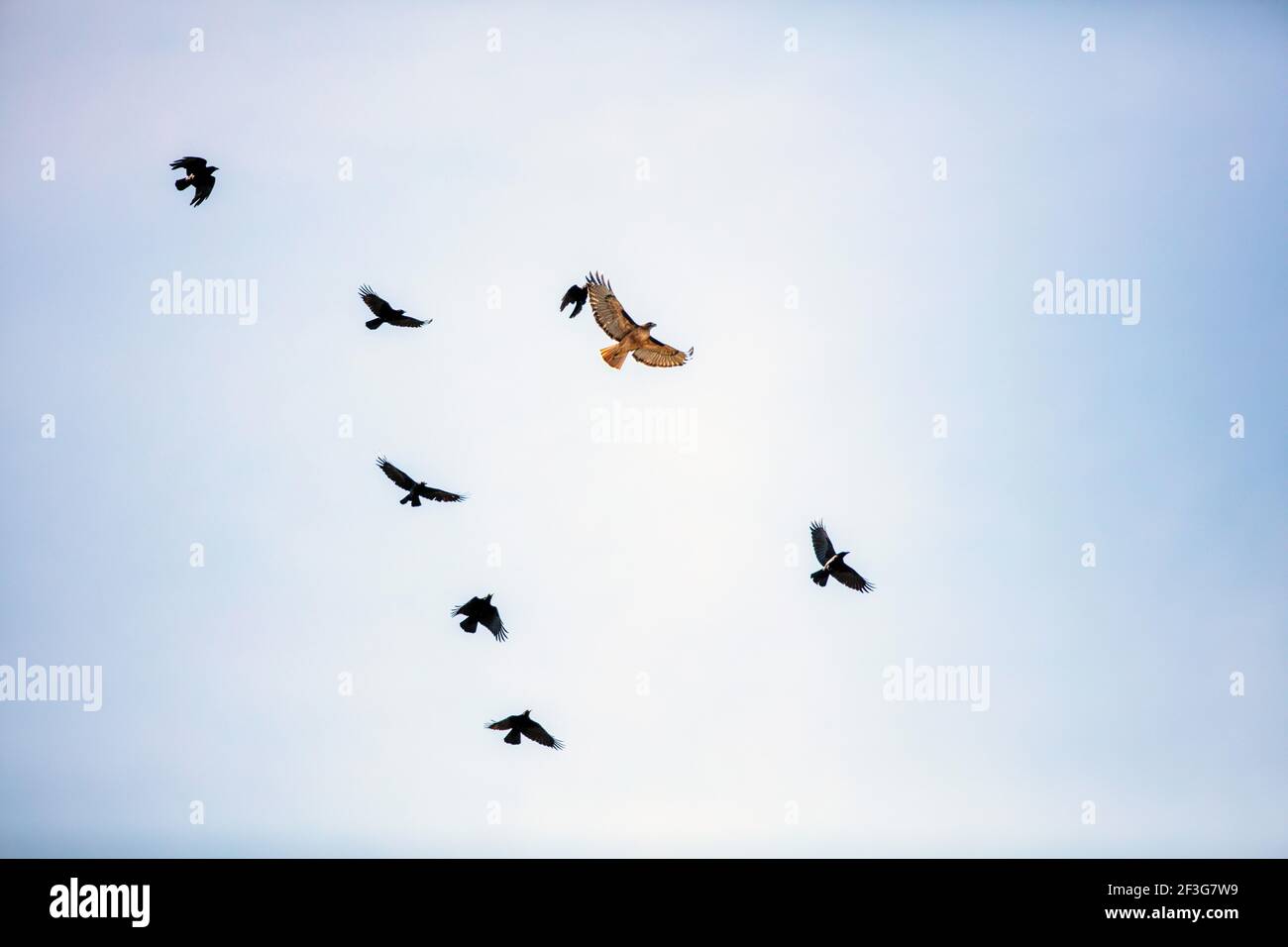 Ein Rotschwanzfalke (Buteo jamaicensis), der von mehreren amerikanischen Krähen (Corvus brachyrhynchos) gejagt wird Stockfoto
